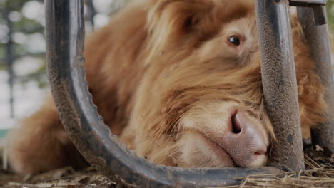 portrait of a funny brown bull, lying on the ground near the fence on the farm