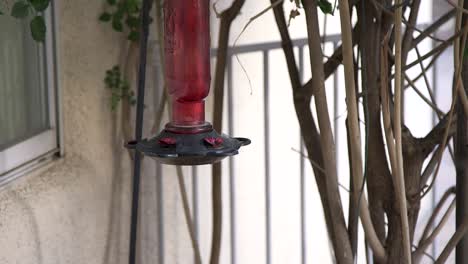 A-black-chinned-Humminbird-uses-its-wings-to-help-it-balance-will-feeding