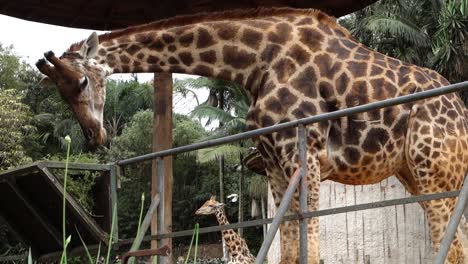 girafa no zoológico alimentando. handheld vista de perto