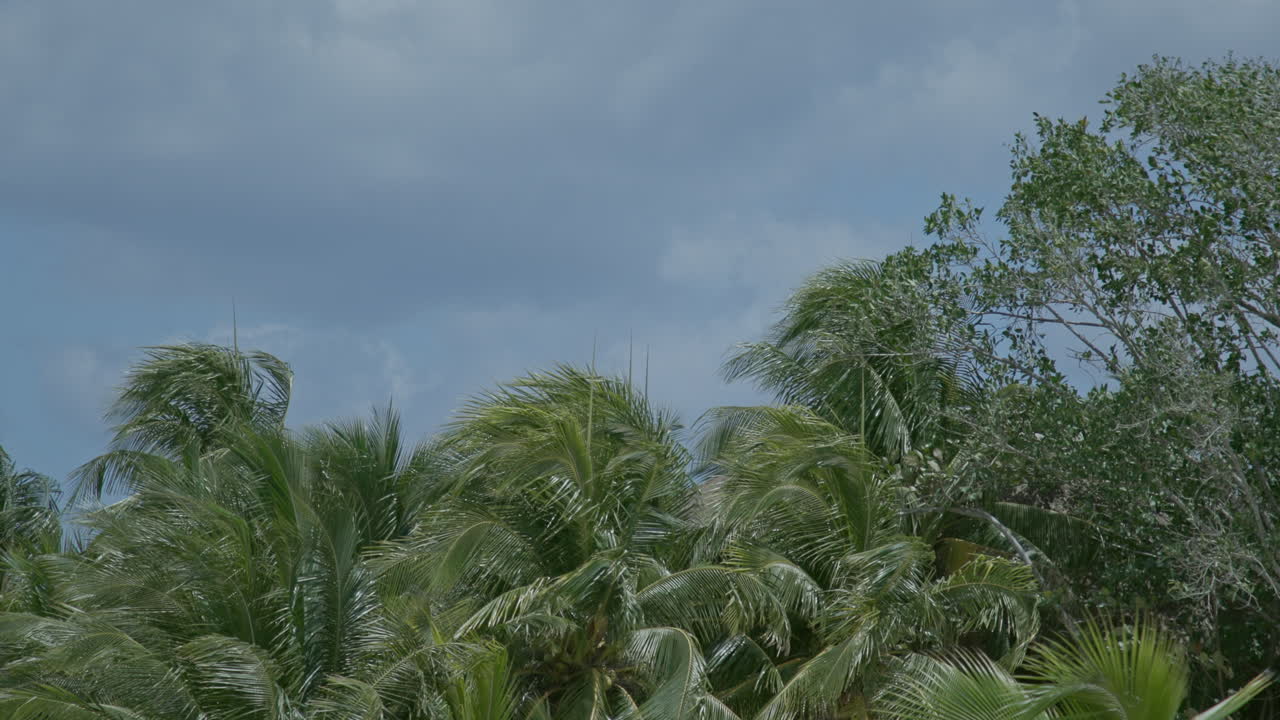 Palme che ondeggiano al vento in una giornata di sole su un'isola paradisiaca.