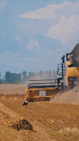 combine harvester on wheat field. harvester cutting wheat of endless field