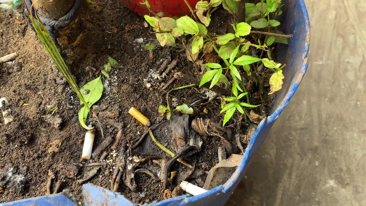 Cigarette butt discarded plant pot soil red green blue containers pollution environment litter smoking harm concept closeup.