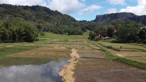 scenic drone view of traditional rice paddies and mountains in a rural village