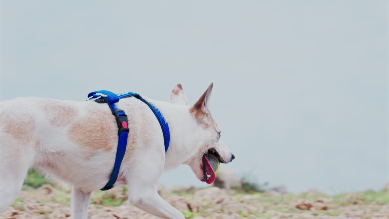 Close up of a white and brown dog running with a ball in it's mouth near the sea