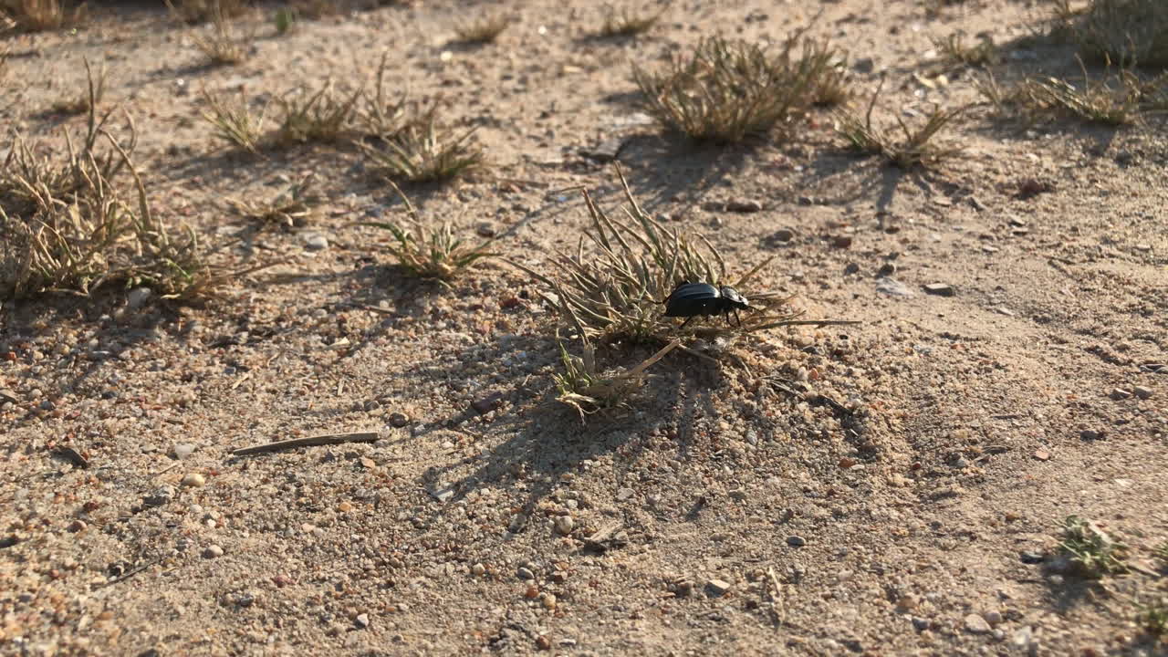 escarabajo negro caminando por la tierra seca - de cerca