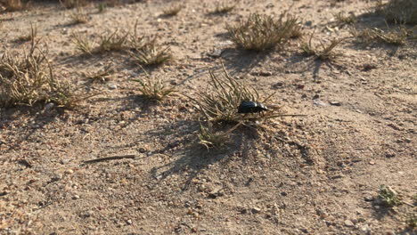 Black-beetle-walking-across-the-dry-dirt--Close-up