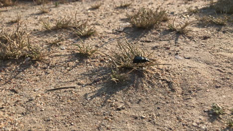 escarabajo negro caminando por la tierra seca - de cerca