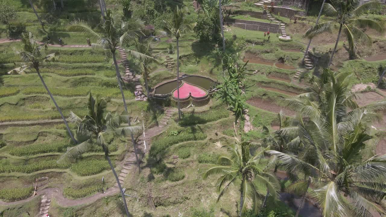 Drone footage of circular platform amid lush terraced rice fields and towering palm trees near Tegallalang, Bali. Captures the vibrant landscape from above in bright daylight