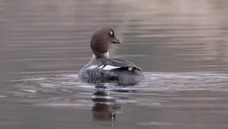 Cerca-De-Un-Pato-Goldeneye-Común-En-Un-Río-En-Suecia