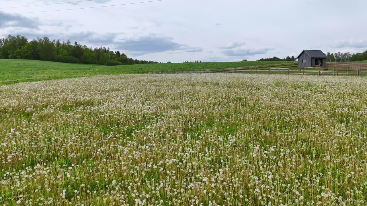 Flying above white dandelion field. Aerial drone flight over white dandelion field in lush green countryside landscape