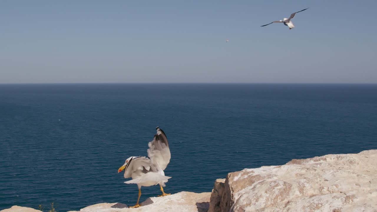Gaivotas com o mar ao fundo