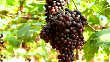 uvas rojas púrpuras con hojas verdes en la vid. frutos frescos