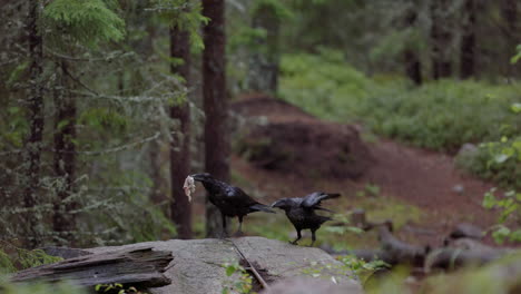 Ganz-Schwarze-Raben-Landen-Auf-Felsen-In-Unberührten-Wäldern,-Einer-Fliegt-Mit-Futter-Davon,-Slomo