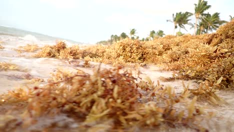 sargassum seaweed in playa del carmen, mexico, a growing problem for resorts in the area