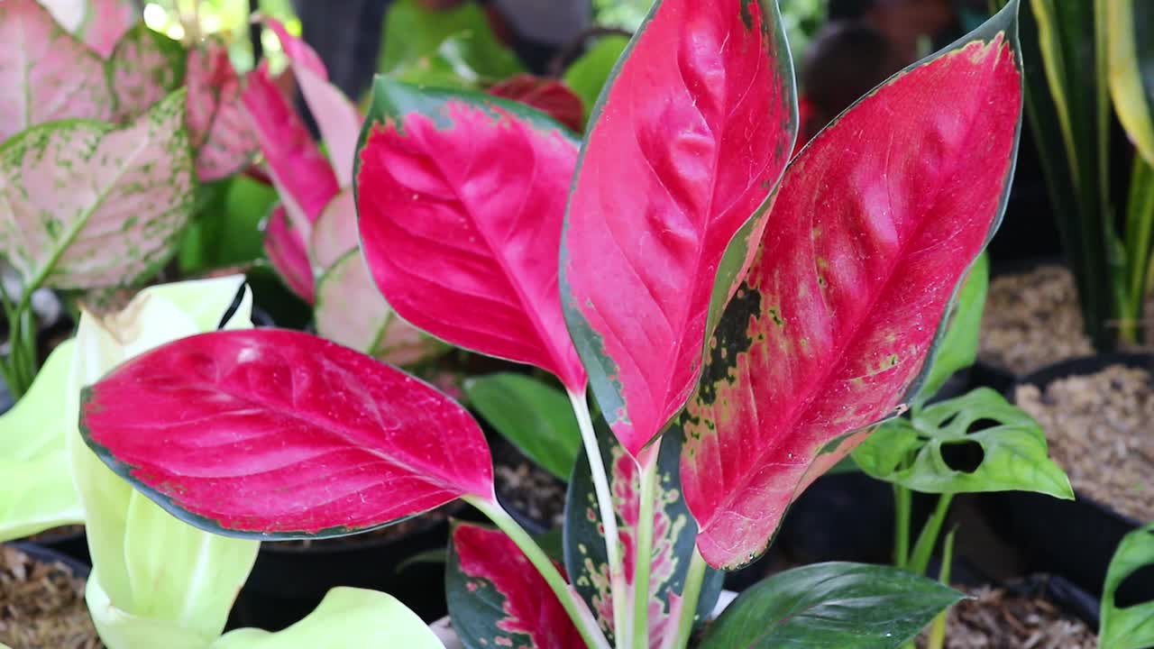 aglonema, o sri rejeki, es un tipo de planta ornamental que es ampliamente elegida para decorar habitaciones