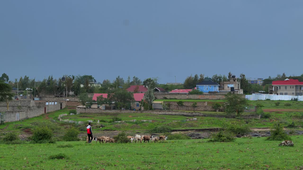 A black shepherd passes a green meadow with his flock of sheep and goats