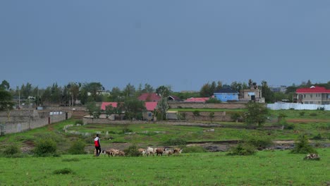 A-black-shepherd-passes-a-green-meadow-with-his-flock-of-sheep-and-goats