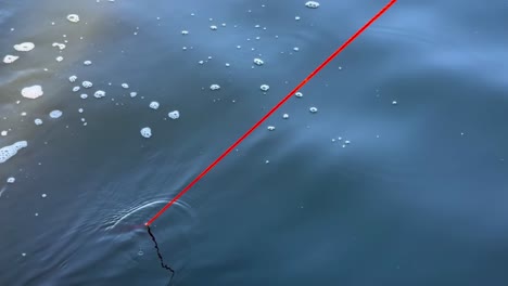 a hand pulls a crab trap from the water using a red rope, revealing the catch.