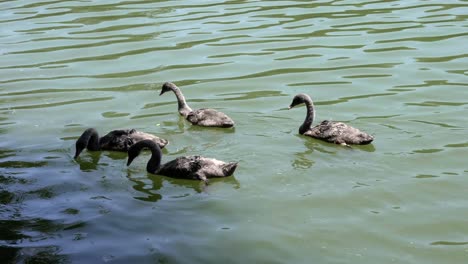 Eine-Gruppe-Von-Schwanen-Mit-Einer-Mutter,-Die-Im-Teich-Schwimmt