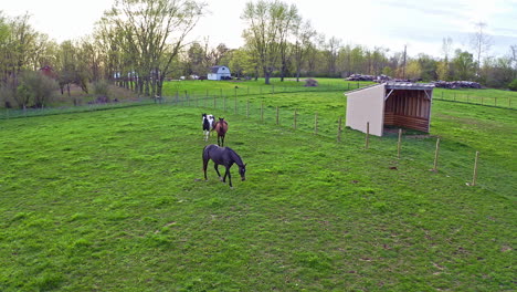 vista aérea de caballos en el campo