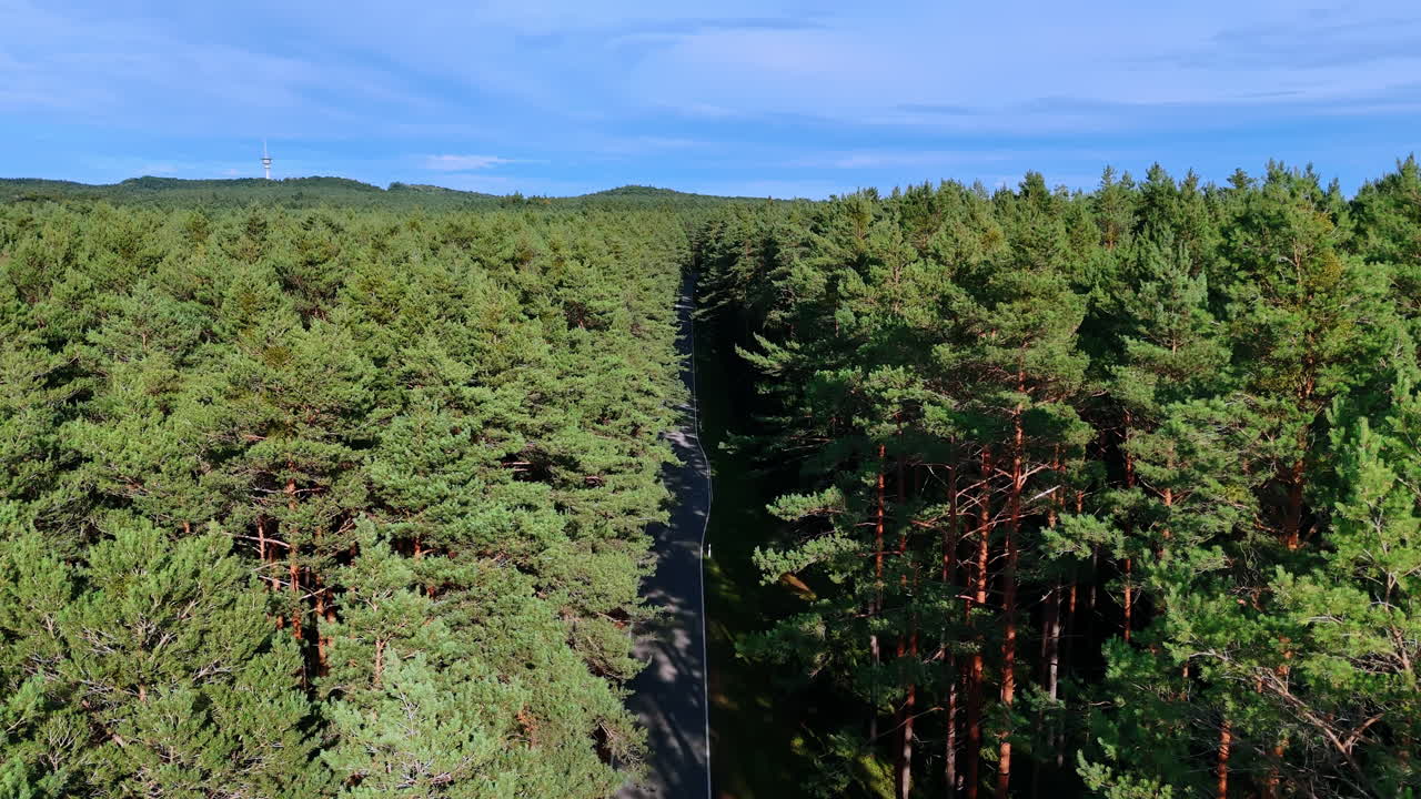 Aerial view of a road stretching through vast pine forest. High angle perspective of a long straight road disappearing into a continuous green canopy of pine trees