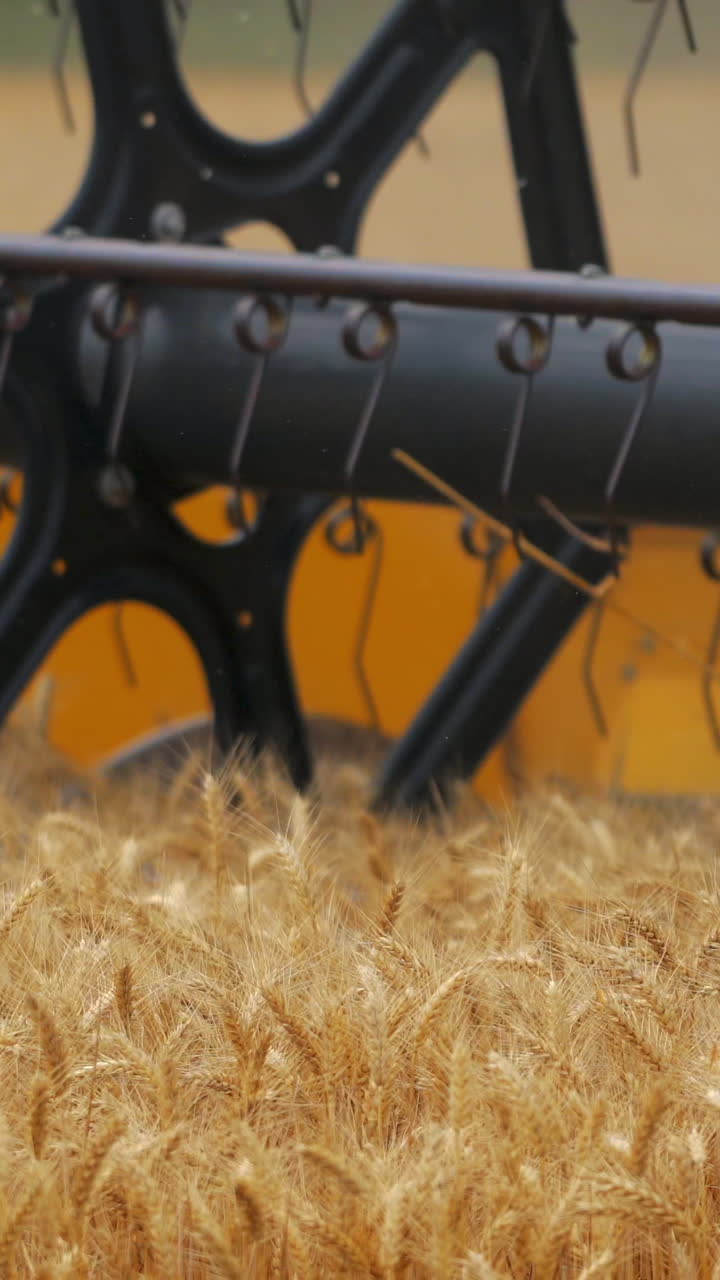 Cutting blades on field. Industrial part of modern combine harvester gathering dry spikelets on a wheat field. Close-up. Vertical video