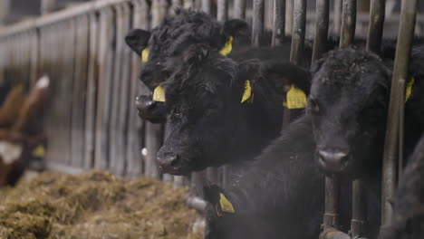 Mehrere-Schwarze-Kühe-Fressen-Stroh-Und-Heu-In-Einem-Industriellen-Feedlot-Auf-Einem-Bauernhof