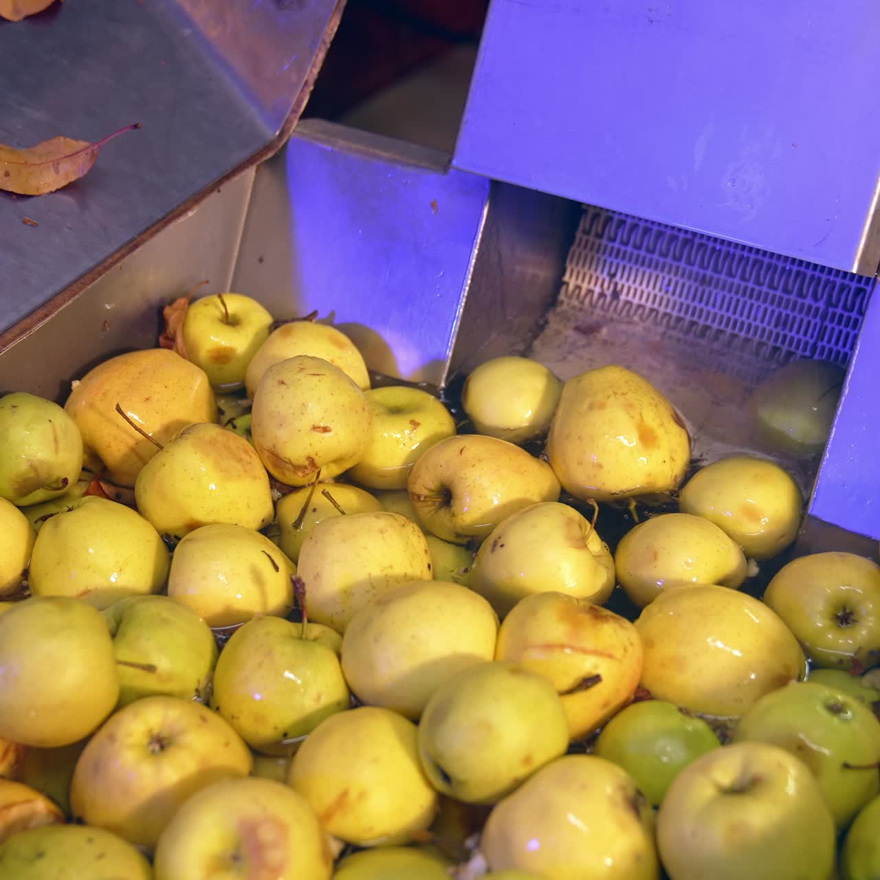 Washing of apples at the factory for future processing. Clean yellow fruit lifted from water by the conveyor line