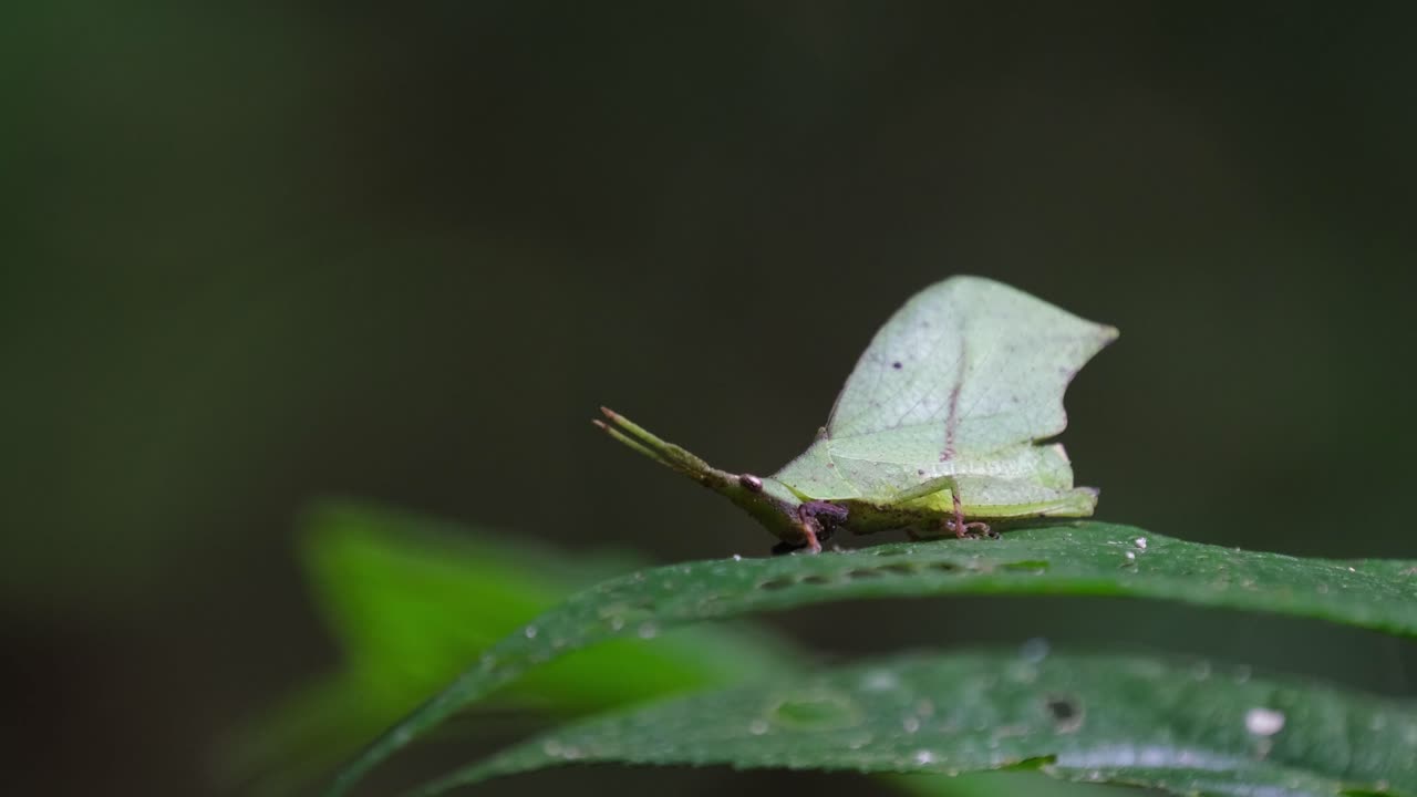 un pequeño saltamontes (systella rafflesii) que está sentado en una hoja ancha en un bosque de un parque nacional en tailandia.