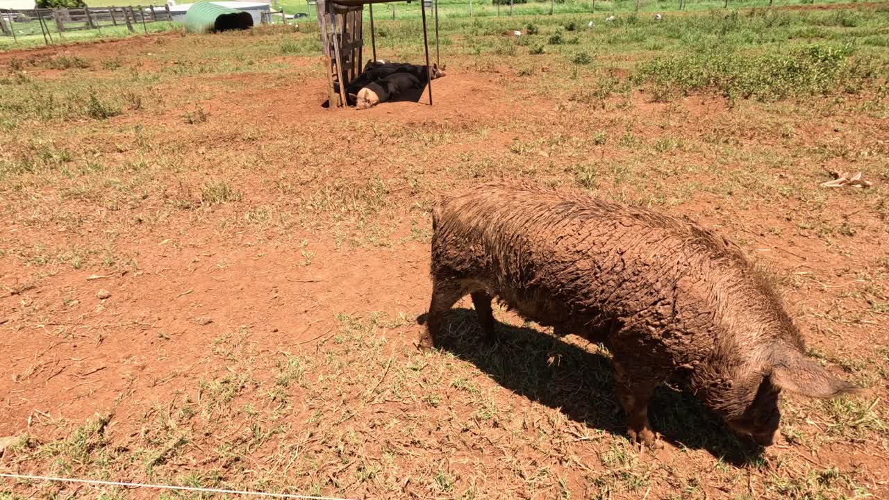 비손은 울타리로 둘러싸인 지역에서 이동하고 먹이를 먹습니다.