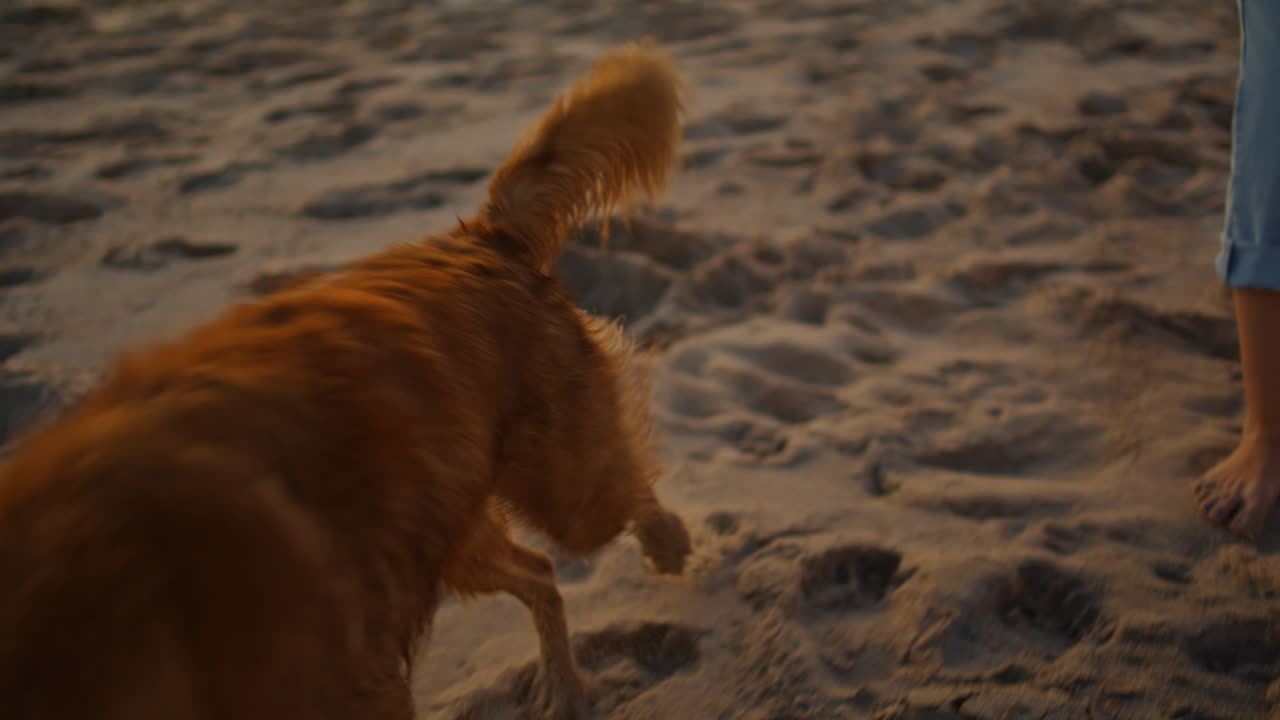 활동적인 개는 해변에서 가까이 놀고 모래를 달리고 있습니다. 십대 부부는 저녁에 산책하고 있습니다.
