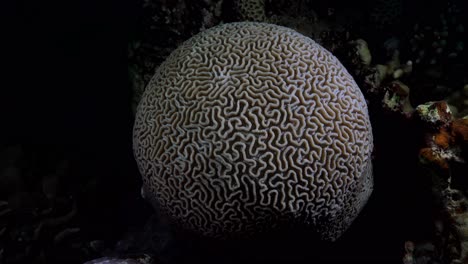gran coral cerebral filmado desde arriba en un arrecife de coral por la noche