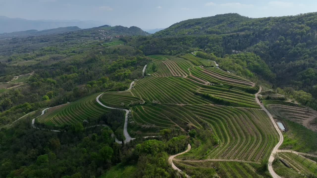 Vigneti su una collina verde lussureggiante sotto una luce solare soffusa - Ripresa aerea con allontanamento