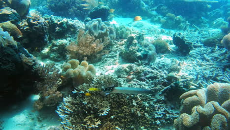 Up-close-and-personal-with-a-trumpetfish