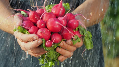 fresh radish in the hands of a farmer under the jets of water pure organic product concept