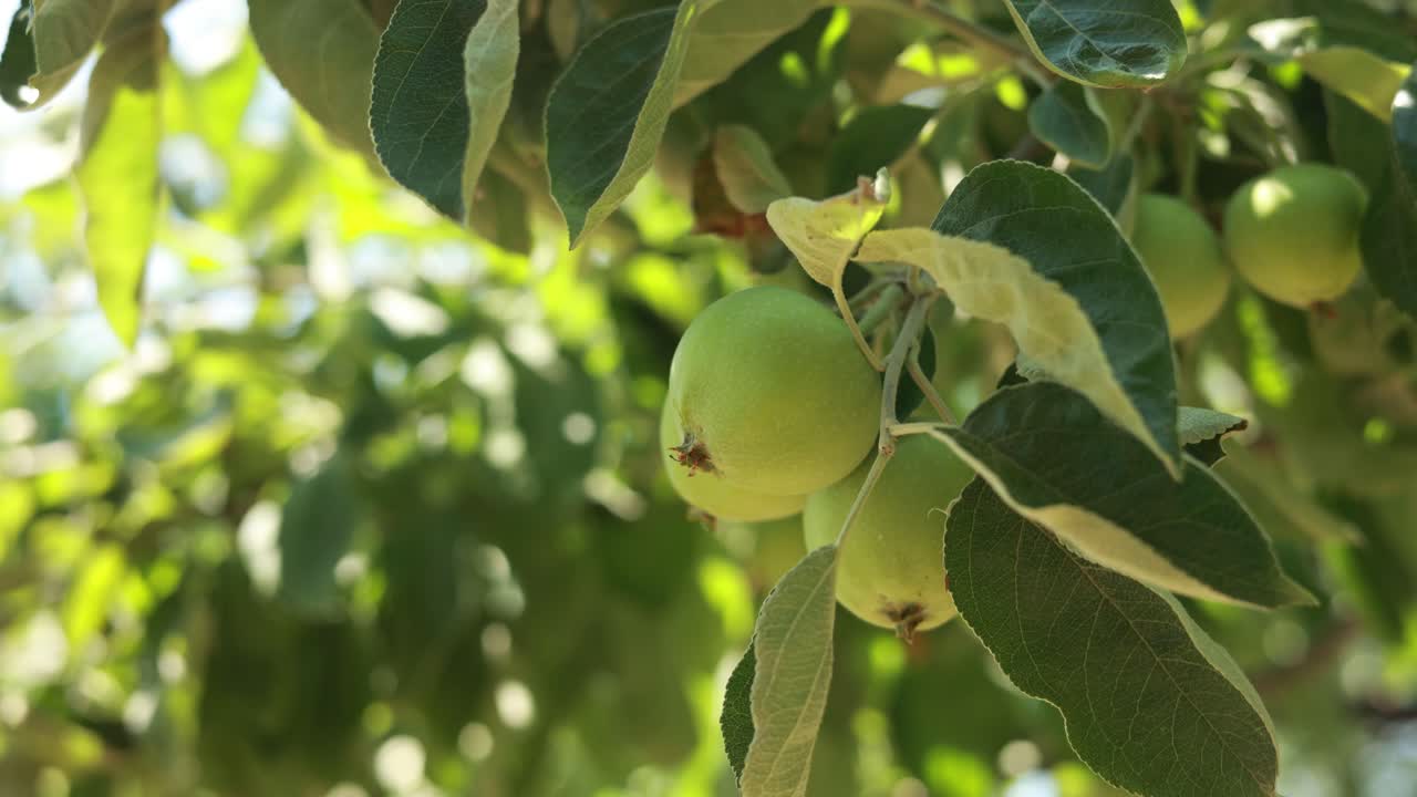 manzanas verdes en un árbol