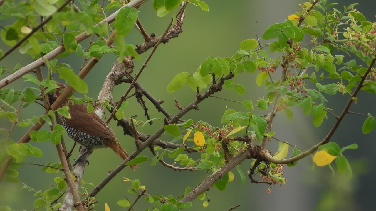 나무에 비늘 가슴 munia