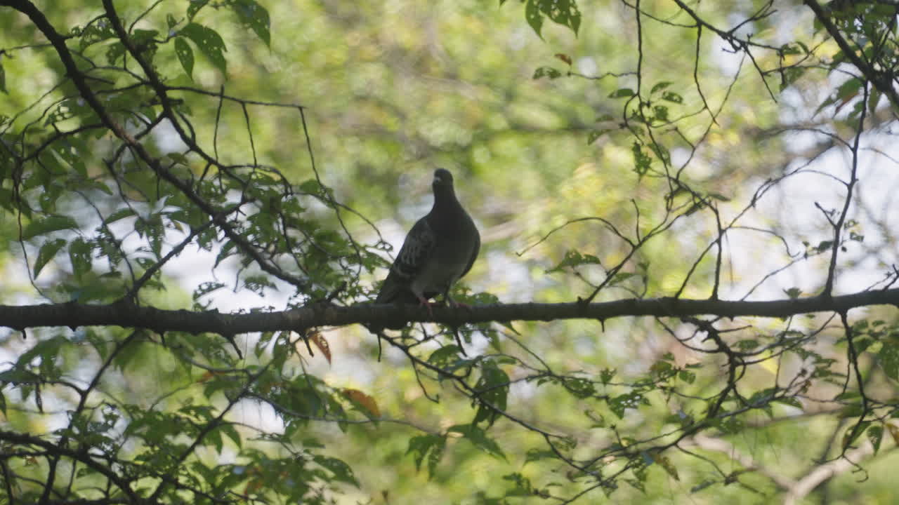 바위 비둘기는 보케 자연 배경에 대해 나무 가지에 쉬었다