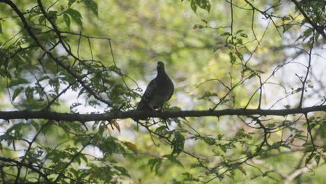 Rock-Pigeon-Rested-On-A-Tree-Branch-Against-Bokeh-Nature-Background