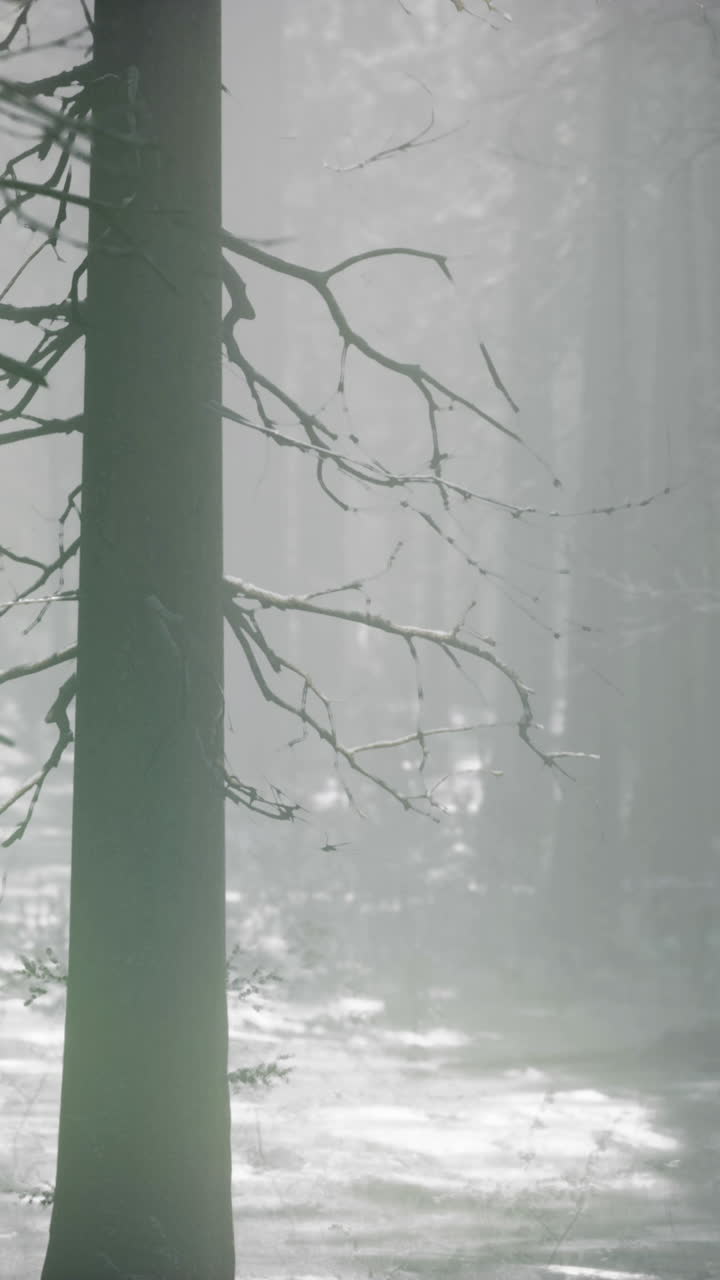 겨울에 안개 숲