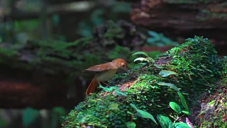 ferruginous babbler bird feeding in lowland tropical forest. close-up shot