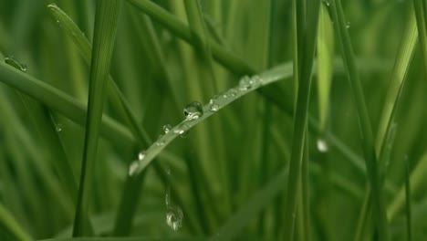 green grass close-up raindrops slowly falling on the grass.