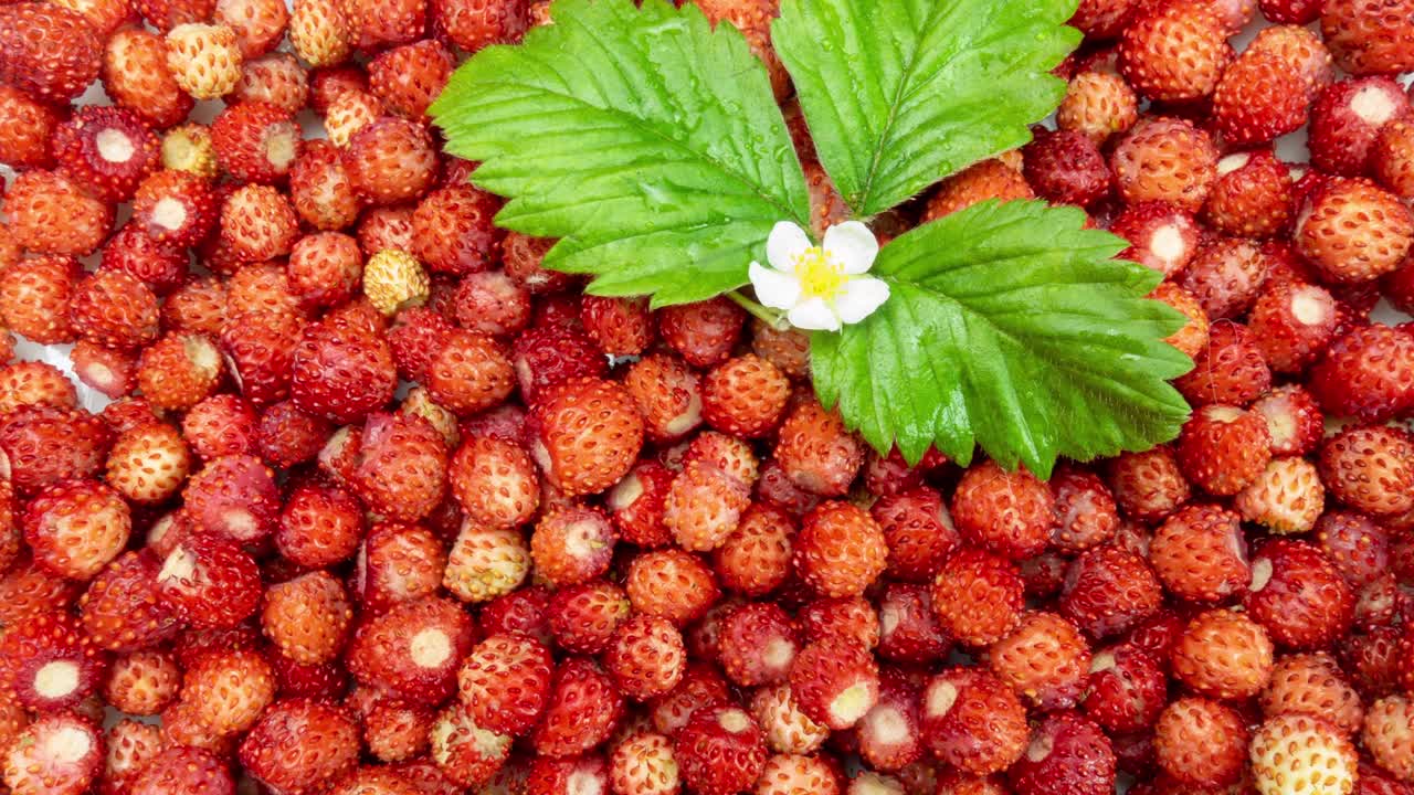 초록색 잎과 야생 딸기 꽃을 가진 은, 맛있는 야생 딸기가 많이 회전합니다. 가까이. 루프. 건강한 음식.