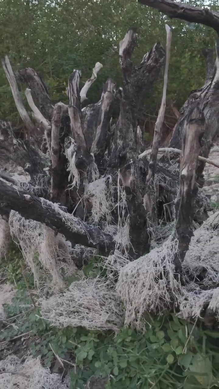 Vecchio ceppo d'albero coperto di muschio e licheni nella foresta.
