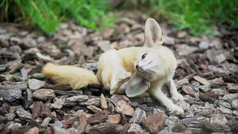 close-up of an african fennec fox scratching its ear