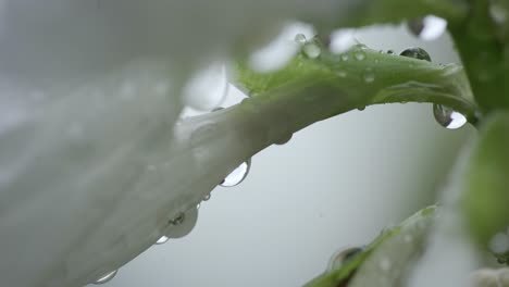 Close-up-shot-of-water-droplets-on-white-blooming-flowers