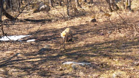 zorro en el bosque