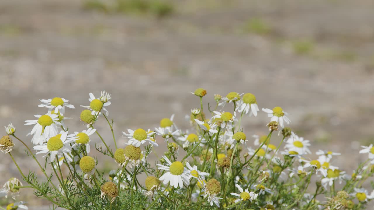 Wild chamomile flowers move softly in the breeze against a blurred, earthy background. Natural daylight, shallow depth of field, and steady camera create a calm, serene mood