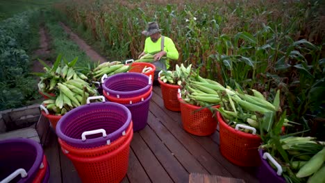 farmer putting corn up on a flatbed out in the cornfield