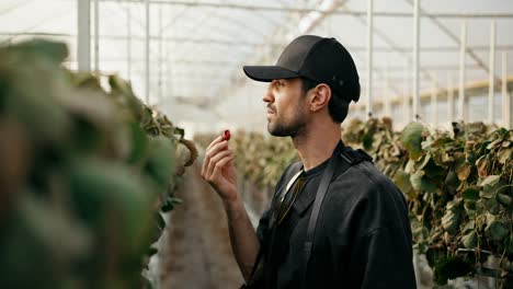 Brunette-guy-Farmer-in-a-black-cap-tastes-the-strawberry-harvest-and-inspects-rows-of-wilted-strawberries-in-a-greenhouse-on-the-farm